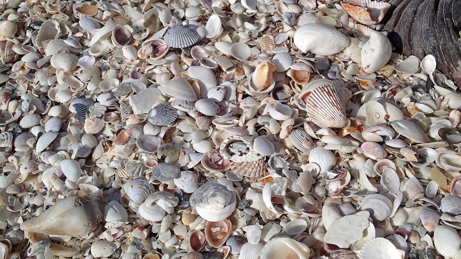 North Captiva Island Beach shoreline