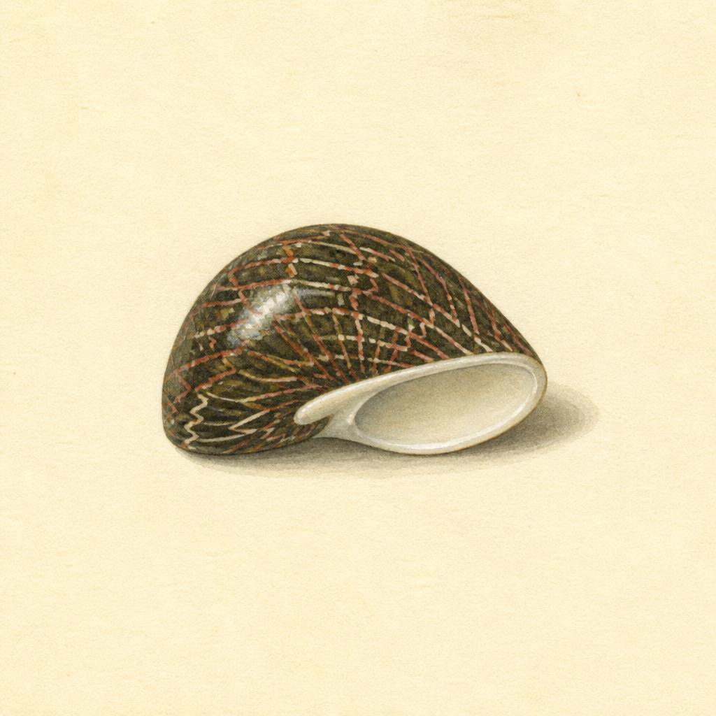 Virgin Nerite